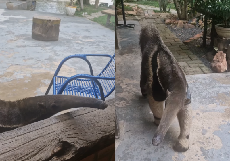 Na região, Dalila é conhecida por todos. Ela vive lá desde filhote! - Foto: @pousadapantanalnorte/Instagram