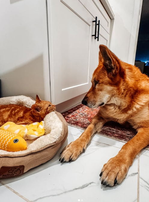 Nellie não desgruda mais do gatinho Crush. - Foto: @crushandnellie/Instagram