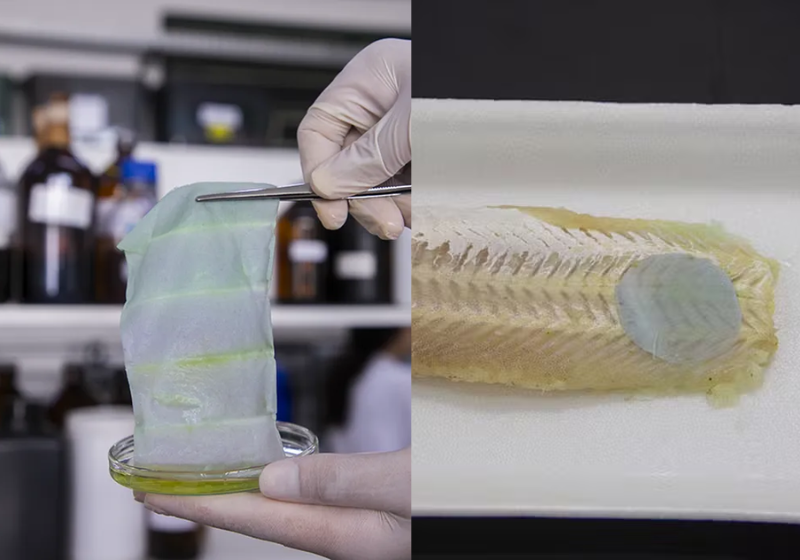 Brasileiros criam embalagem que avisa se peixe está estragado; muda de cor A embalagem muda de cor e moWstra quando o peixe está estragado - Foto: Divulgação / Embrapa