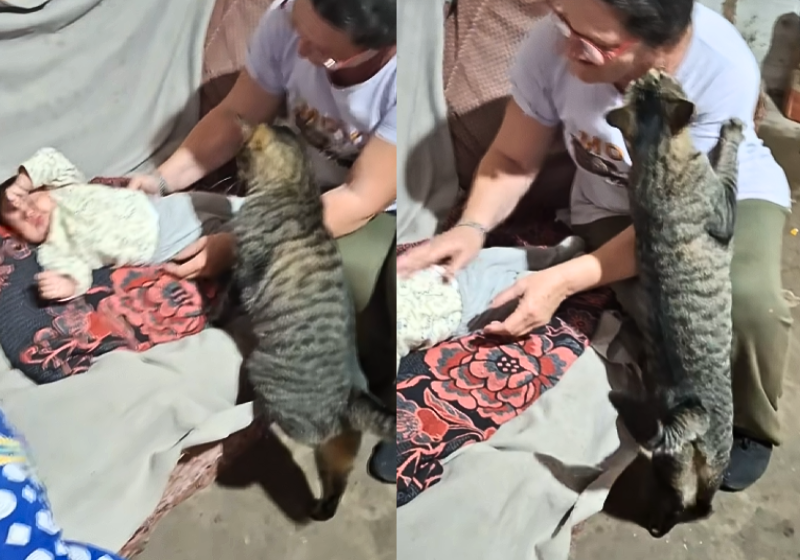 A gatinha ciumenta, da Argentina, vê a vovó fazendo carinho na neta bebê e entra no meio para pedir atenção. - Foto: @soniacurbello/TikTok