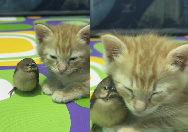 Gatinho e passarinho se tornam melhores amigos em vídeo encatador; ambos foram adotados! O gatinho e o passarinho, da Indonésia, se tornaram melhores amigos. Fofura! - Foto: @nesybingg/TikTok