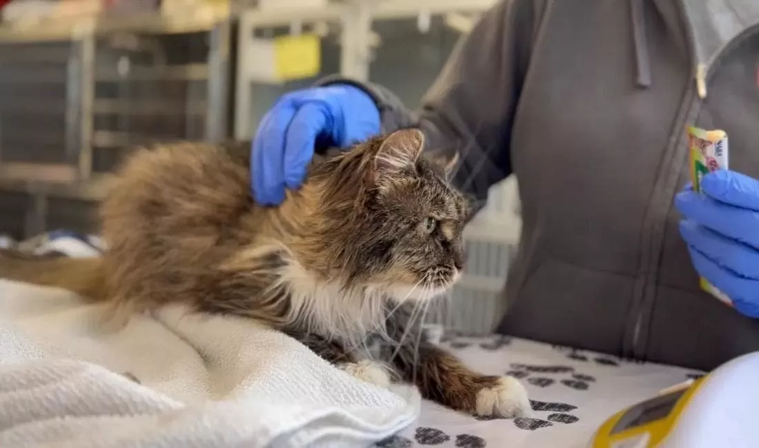 Mirage está sob os cuidados de um abrigo, também em Utah. - Foto: Repubblica