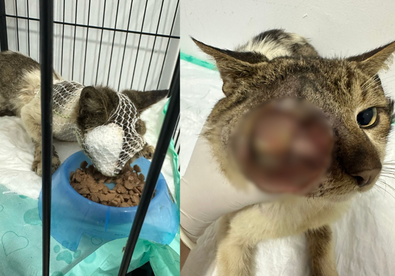 Salve o Hércules: gatinho com rosto devorado por larvas é resgatado por protetor em Fortaleza; ajude na vaquinha Hércules é um gatinho guerreiro que teve o rosto todo comido por larvas e agora precisa da nossa ajuda para sobreviver - Foto: arquivo pessoal