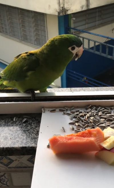 Cecila tem a mesma rotina todos os dias. Que gracinha! - Foto: @cecidasaves/TikTok