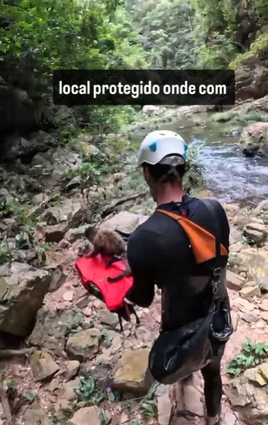 O grupo deixou o animal em uma área segura na mata. - Foto: @quintaessenciaeco/instagram