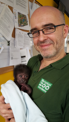 No final, os bebês gorilas foram reintegrados com sucesso. - Foto: Alan Toyne via SWNS