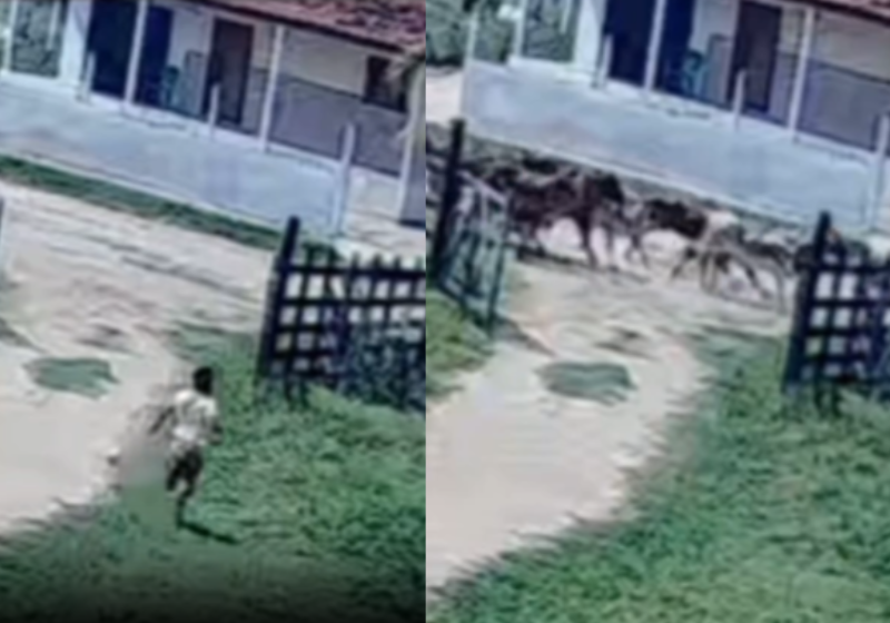 Menino salva priminho de manada de bois em disparada; câmara de segurança gravou O menino Matheus, de 11 anos, morador de Alagoas, salvou o priminho Gabriel, de 5 anos, de uma manada furiosa de bois, que passou em disparada na rua onde moram. - Foto: @gazetaweb