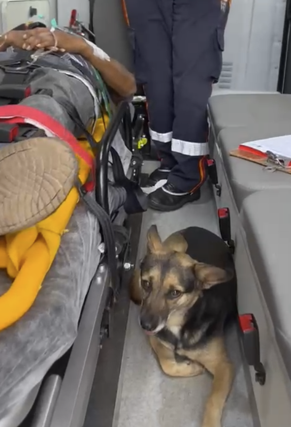 Durante o atendimento, Negrinha não saiu do lado do idoso. - Foto: Samu Rio Grande do Sul