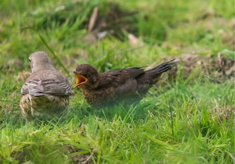 Após o afeto entre mãe adotiva e filhote, um diálogo interminável. Foto: Andrew Fusek-Peters