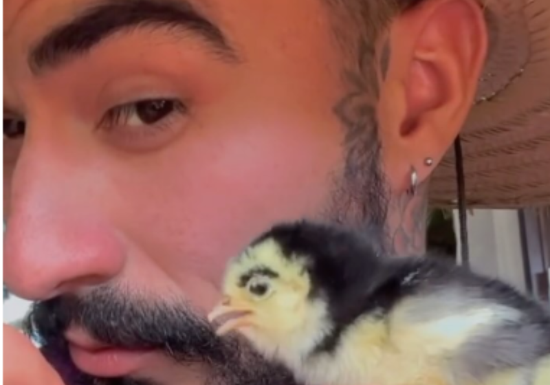 Essa aí é a Mirela, o pintinho bicolor que nasceu com sobrancelhas, no Paraná. A internet amou e ela virou meme.. - Foto: @mayk.leao