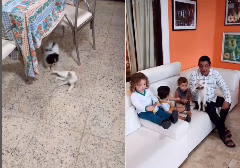 Pai de humanos e filhos de quatro patas, Zeca Pagodinho fez vídeos pedindo ajuda para encontrar a gatinha, depois agradeceu o esforço. Foto: @zecapagodinho