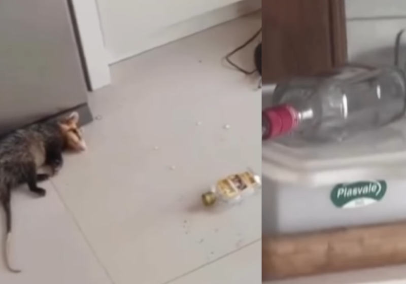O gambá tomou não só a cachaça como toda a bebida que encontrou na casa, embriagado, ficou caidinho no chão. Foi resgatado pelo serviço animal. Foto: @jornaldarazão