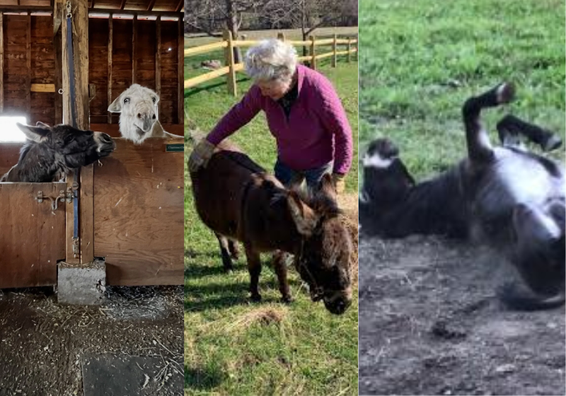 O burrinho Murty foi resgatado há 13 anos e é tratado com o máximo de carinho e amor pelo casal Carter, de Lanesborough, em Massachusetts, nos EUA. Foto: Deirdre Carter/Union Leader 