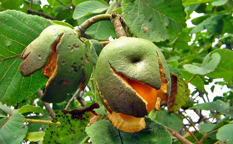 O pequi (nome científico: Caryocar brasiliense) é um fruto típico do Cerrado. É consumido em pratos, principalmente em Goiás e no Norte de Minas. - Foto: Slowfoodbrasil