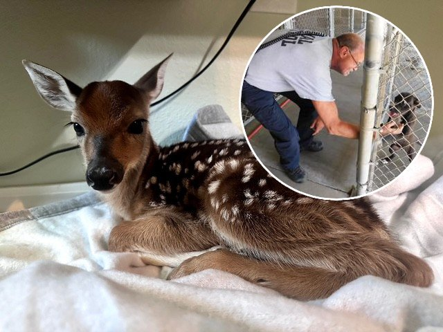 Na cidade, Phil foi muito elogiado pelo amor com os animais. - Foto: City of Muskogee