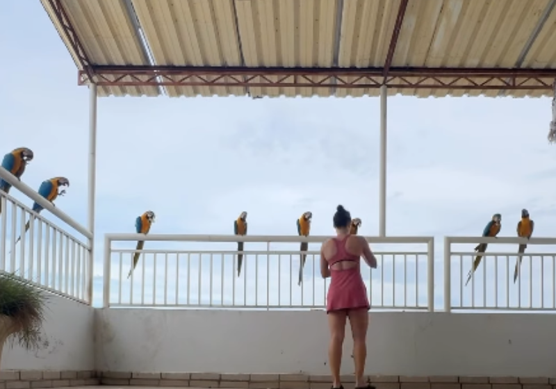 Em Porto Nacional (TO) araras livres vão todo dia na varanda da casa dessa mulher comer o lanche da tarde. O vídeo é tão lindo que viralizou. Foto: @crisheinrich
