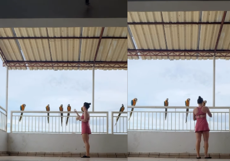 A Cris conversa com as araras que parecem entender o que a humana diz. Lindo demais! Foto: @crisheinrich