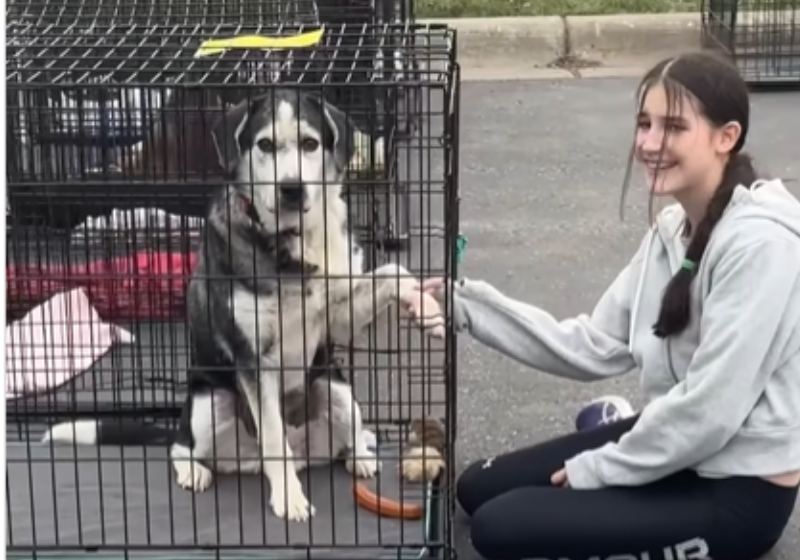 O cãozinho idoso Bruno mal viu a garota na feira de adoção e decidiu ali que ambos seriam inseparáveis. A família, dos EUA, adotou o bichinho. -Foto: @bruno.thesouldog