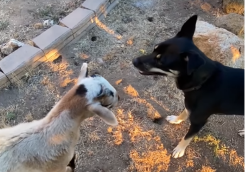 Franklin é uma ovelha rejeitada pela mãe que encontrou a alegria num cãozinho. Os dois viraram melhores amigos, num santuário nos EUA e hoje brincam e correm por todos os cantos. - Foto: The Dodo
