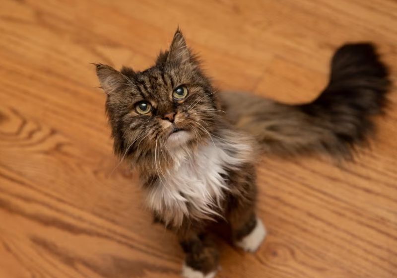 Olha como a gatinha é linda - Foto: SWNS