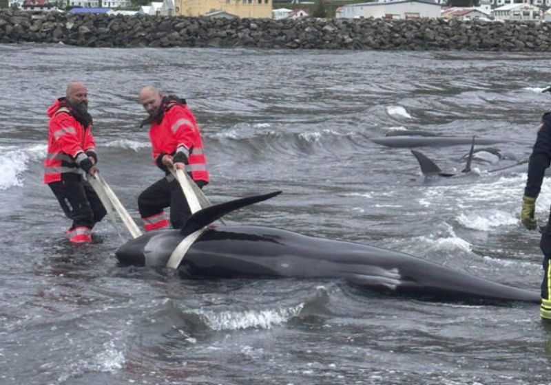 A imprensa local calcula que pelo menos 60 baleias encalhadas na praia foram resgatadas por moradores da Islândia, no último domingo. - Foto: Marc Sánchez/ SWNS