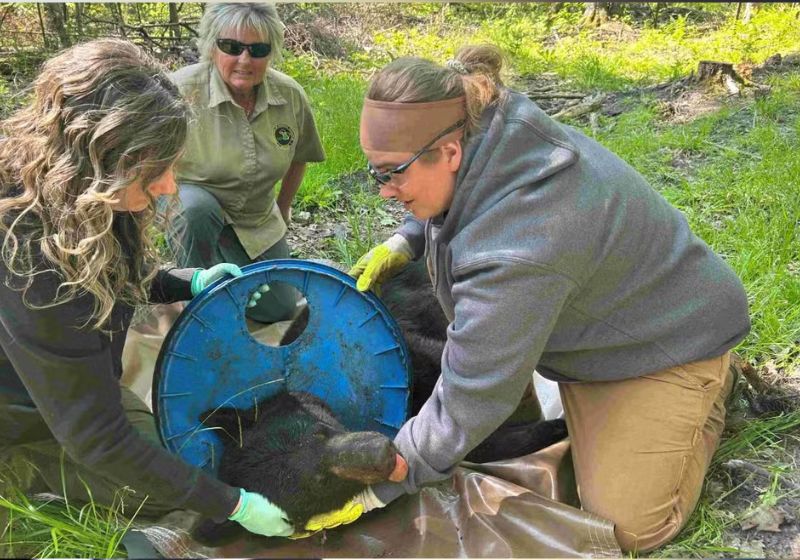 Funcionários do Departamento de Recursos Naturais (DNR) anestesiaram o urso para remover a tampa de plástico presa no pescoço dele. — Foto: Departamento de Recursos Naturais de Michigan