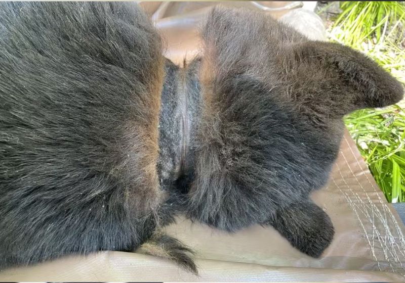 O urso desenvolveu cicatrizes e um abscesso no pescoço por causa da tampa de plástico presa na cabeça.- Foto: Departamento de Recursos Naturais de Michigan