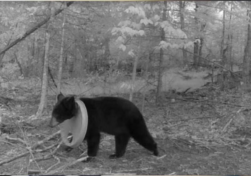 O urso foi visto nas câmeras de segurança, há dois anos, com a tampa de plástico presa na cabeça, numa floresta dos EUA. — Foto: Departamento de Recursos Naturais