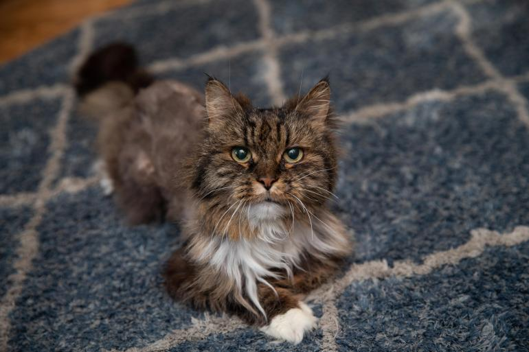 Mirage tirou a sorte grande duas vezes: sobreviveu a uma queda e foi adotada. - Foto: Best Friends Animal Sanctuary