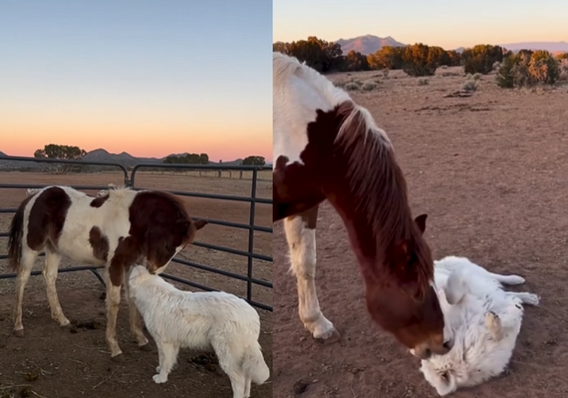 Cavalo traumatizado rejeita contato humano, mas se entrega aos carinhos de um cachorrinho; VÍDEO