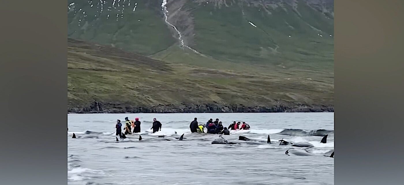 As baleias encalhadas foram resgatadas por moradores da Islândia - Foto: Foto: Marc Sánchez/ SWNS
