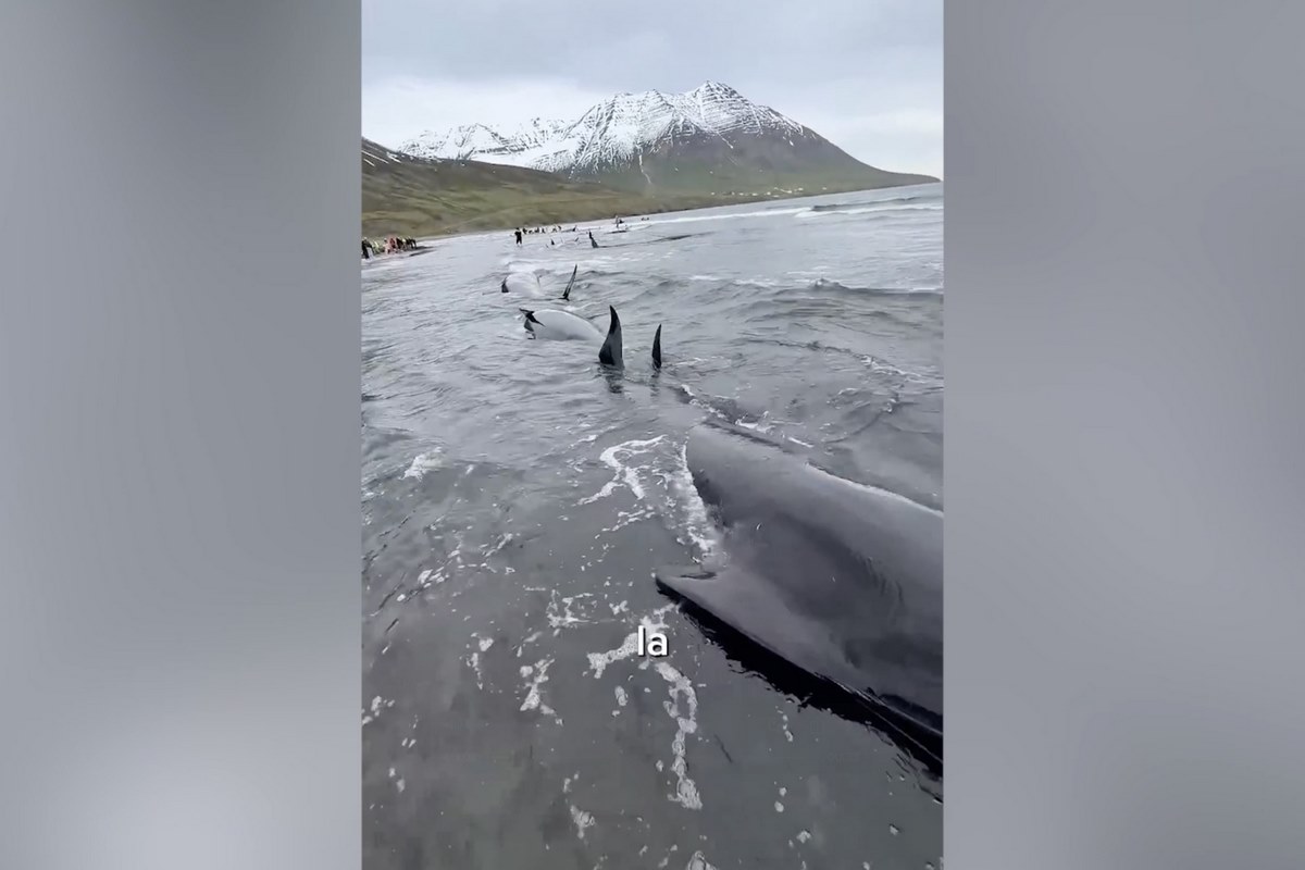 Um turista fez imagens do momento do resgate das baleias. -Foto: Marc Sánchez/ SWNS 