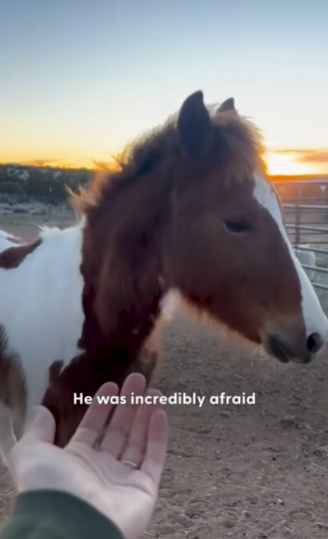Quando chegou na fazenda, Pinto tinha muito medo dos humanos. Foi o cachorrinho que o ajudou! - Foto: @stellamariabaer/Instagram