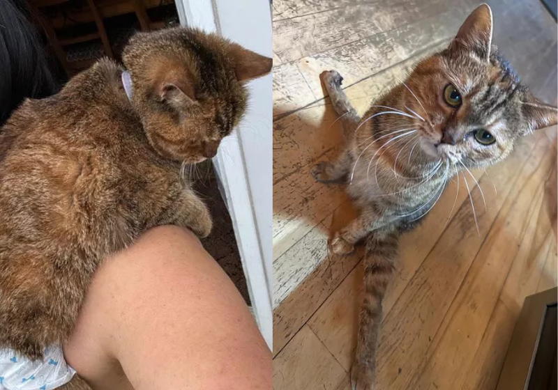 Após ser atropelada e abandonada em Dubai, essa gatinha ficou paraplégica, foi resgatada e adotada por um casal. Hoje ela é feliz, brincalhona e fujona - Foto: Nadine Alliye