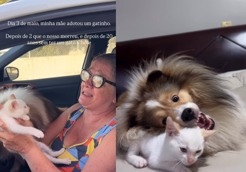 TimTim, o gatinho adotado, de São Paulo, conquistou o coração da Tanha, o cachorro da família e viraram melhores amigos m 15 dias.. - Foto: @cacaucomcastanha/Instagram