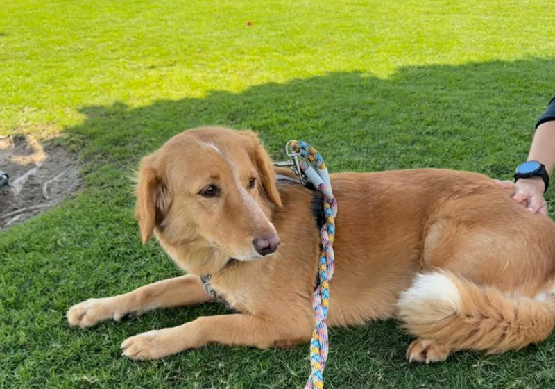 A cachorra Amber ficou perdida por 36 dias, andou 160 km e foi encontrada em uma ilha. - Foto: BNPS