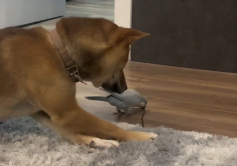 Um cachorro e um passarinho viraram melhores amigos, inseparáveis. Um com temperamento dócil, o outro temperamental, eles viraram queridinhos nas redes sociais. Foto: The Dodo