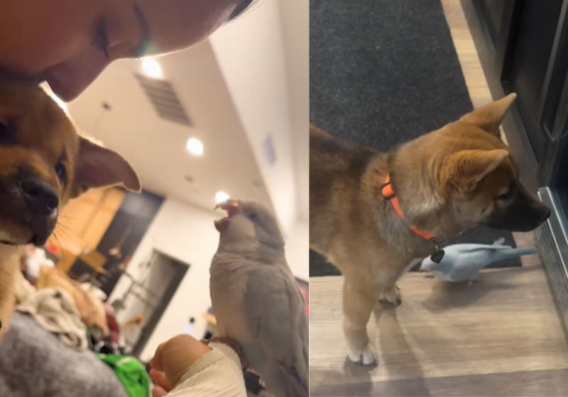 Um pássaro, ciumento, e um cachorrinho, super do bem, juntos viraram amigos camaradas e uma dupla improvável. Mas nem sempre foi assim...Foto: The Dodo