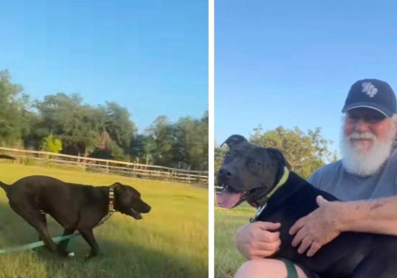 De cachorrinho neurótico, Stone virou um dog treinado e afável, graças ao humano Morgan, um treinador experiente. Foto: @rightway.rover