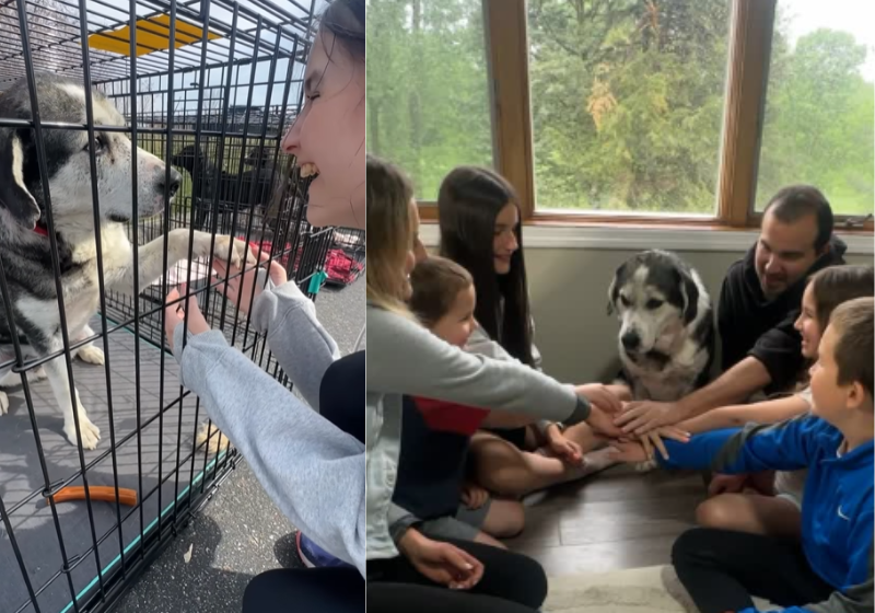 O momento do "reencontro" entre o cãozinho Bruno e a garota, de 13 anos, feira de adoção é simplesmente lindo. Foto: bruno.thesouldog