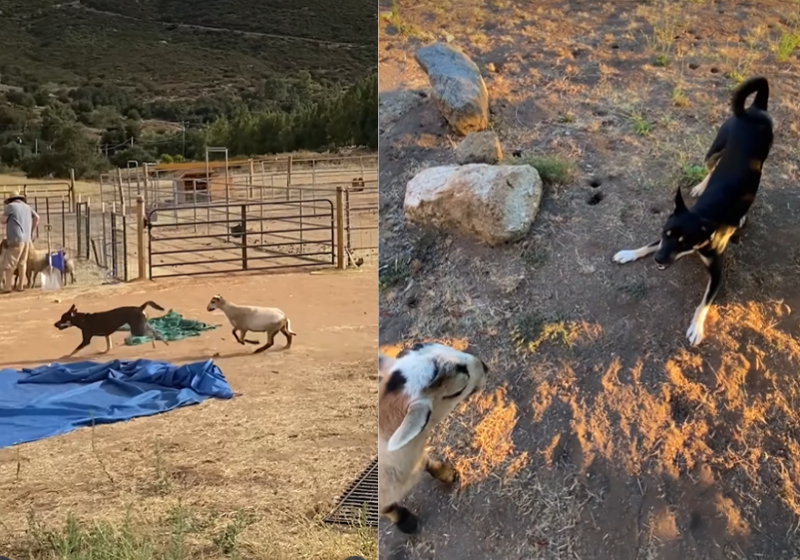Nem de longe, Franklin, a ovelha, demonstra ter algum sentimento de tristeza, está feliz ao lado do melhor amigo cão. Foto: The Dodo