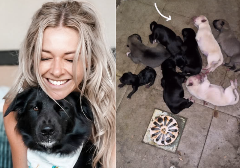 Selena curou as feridas dos cachorrinhos abandonados com muito amor e cuidados. Deu muito certo! Foto@skinsbuem