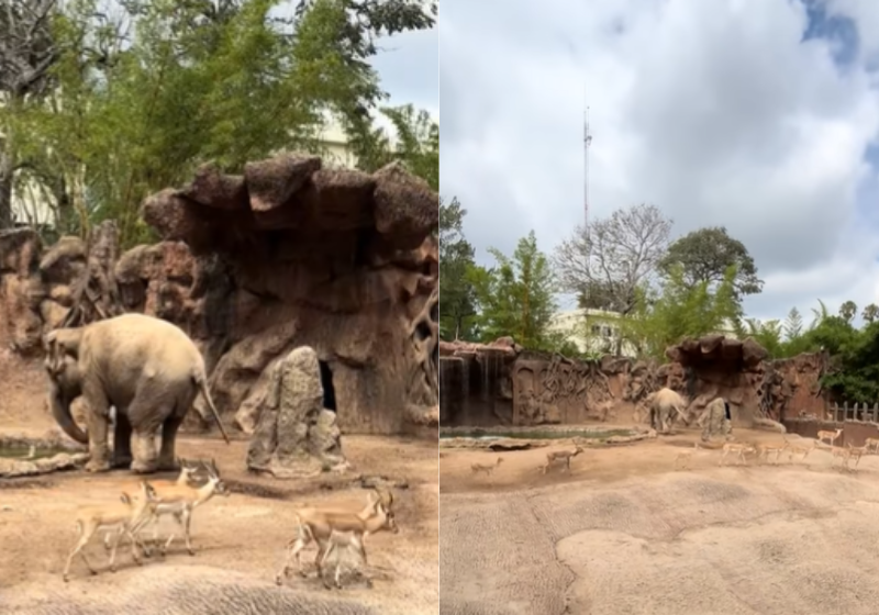 Não é a primeira vez que Trompita, a elefante idosa do zoo Aurora, na Guatemala, ajuda uma gazela. Ela usa a trompa como apoio e funciona! Foto: @zoolaurora