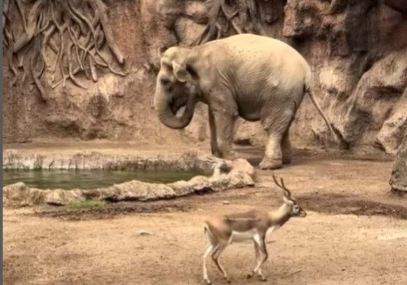 A elefanta idosa, Trompita, de 61 anos, usou a trompa para salvar a gazela que estava em apuros no laguinho do zoo na Guatemala. - Foto: @zoolaurora