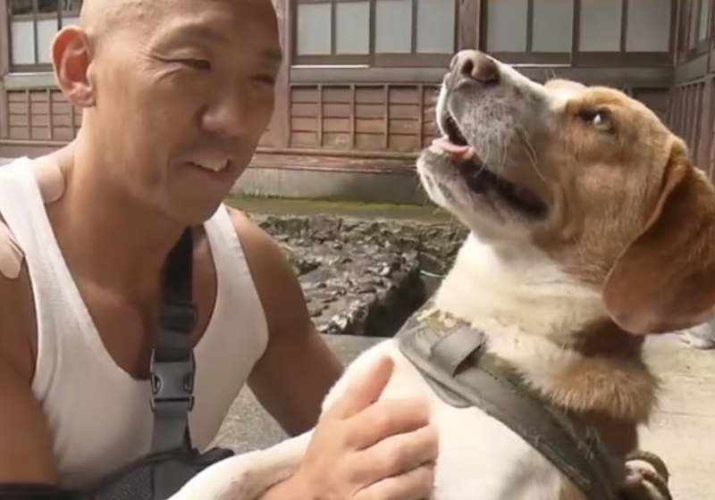 O chico, um cachorro Beagle, que foi abandonando e adotado pelo monge budista japonês Tougen Yoshihara, salva o religioso do ataque de um urso gigante e feroz. - Foto: SCMP