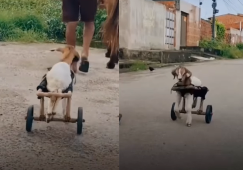 O tutor fez uma cadeira de rodas adaptada para a ovelha de estimação da família, em Caucaia (CE). O vídeo fofinho viralizou. - Foto: reprodução TV Jangadeiro.
