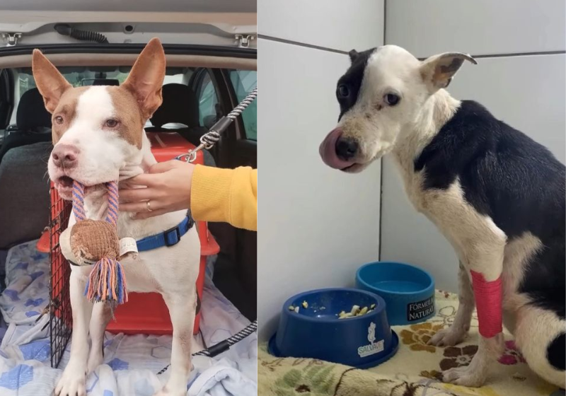 O Pitbull Luci doa sangue e consegue salvar a cachorrinha Pantera, com anemia, que é apoio de um jovem autista em SC. O cachorro virou herói e agora busca um novo lar. - Foto: Cepread