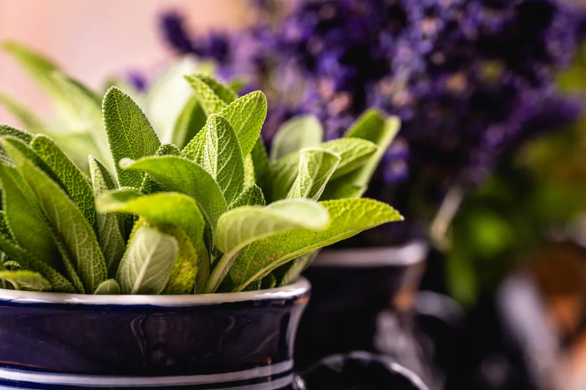 A sálvia é uma planta medicinal e aromática, originária do Mediterrâneo, conhecida por suas folhas verde-acinzentadas e sabor ligeiramente amargo. - Foto: Unsplash
