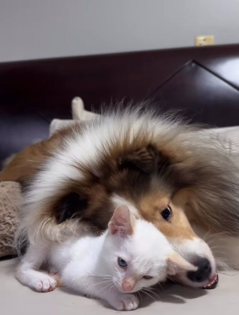 Em apenas 15 dias a dupla já tinha se tornado melhor amiga. - Foto: @cacaucomcastanha/Instagram