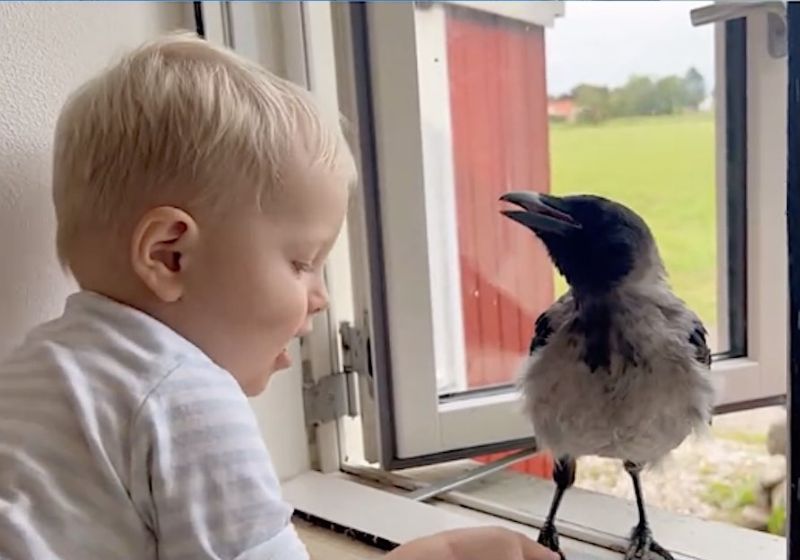 Ninguém acreditava que o corvo Russell e o menino Otto se tornariam melhores amigos, há um ano, quando a ave foi resgatada. As visitas continuam todo dia. - Foto: Lærke Luna / Instagram